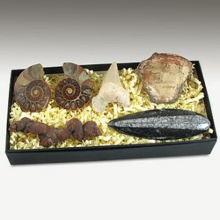 mega fossil gift box by junior geo