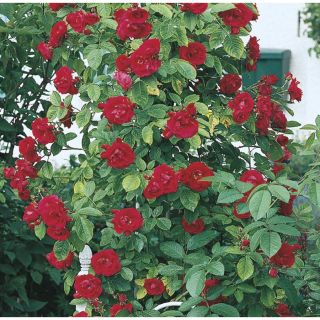 3.43 Gallon Climbing Rose (L10152)