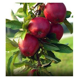 1 Jonathan Apple and 1 Golden Delicious Apple 3 foot bareroot Tree Whips  Patio, Lawn & Garden