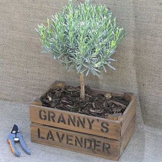 lavender mini stem by plantabox