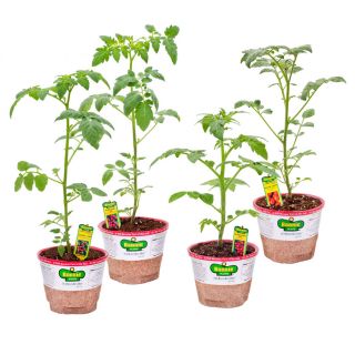 Bonnie 25 oz Husky Cherry Red Tomato, Tami G Tomato, Sweet 100 Tomato Plant
