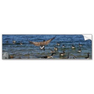 First goose to fly, geese on Lake Arrowhead Bumper Sticker