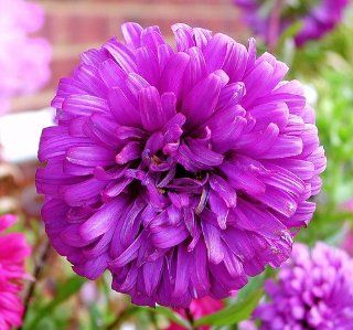 Perfect Lavender Chrysanthemum Flower Seeds 50 Stratisfied Seeds  Flowering Plants  Patio, Lawn & Garden