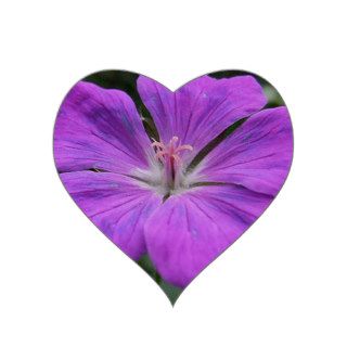 Violet Viola Flower With Garden Background Heart Stickers