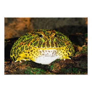 Ornate Horn Frog, Ceratophrys ornata, Native Photo