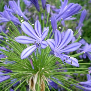 plant gift agapanthus blue african lily by giftaplant