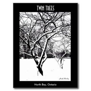 Twin Trees Postcard