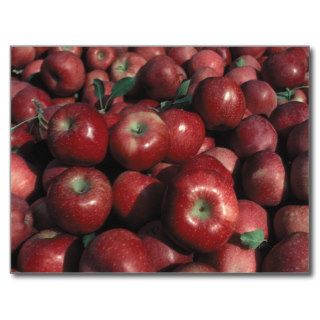 Red Delicious Apple Crop Postcards