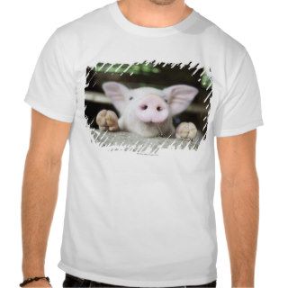 Baby Pig in Pen, Piglet Tshirt