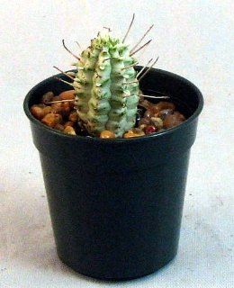 Variegated Indian Corn Cob Cactus   Euphorbia   2" pot  Succulent Plants  Patio, Lawn & Garden