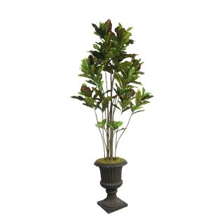 Laura Ashley 86 Tall Croton Tree With Multiple Trunks In 16 Fiberstone Planter