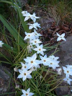 Spring Starflower   30 Bulbs   Ipheion uniflorum   3/+ cm Bulbs  Flowering Plants  Patio, Lawn & Garden