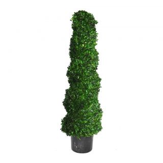 Laura Ashley 50 inch Preserved Natural Spiral Boxwood Topiary