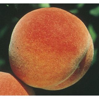 3.74 Gallon Red Haven Peach Tree (L1342)