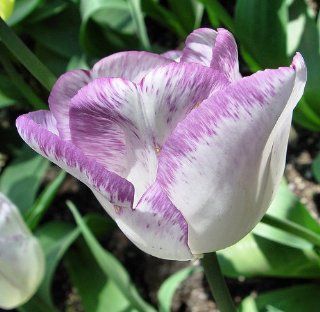 Magier Tulip Flower Seeds 50 Stratisfied Seeds  Flowering Plants  Patio, Lawn & Garden