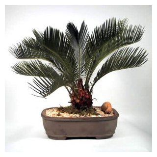 Sago Palm Bonsai Tree  