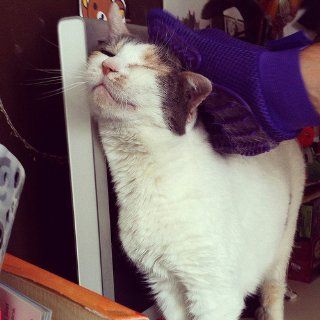 Love Glove Grooming Mitt for Cats, Purple  Pet Brushes 