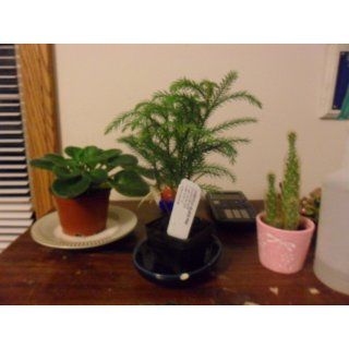 Norfolk Island Pine  Indoor Christmas Tree   3" Pot  Tree Plants  Patio, Lawn & Garden