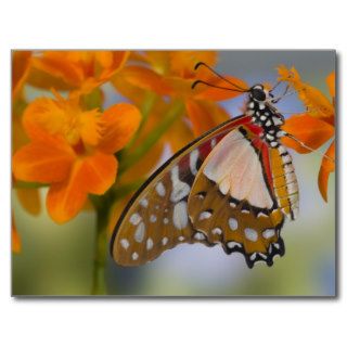 Sammamish, Washington. Tropical Butterflies 47 Postcards