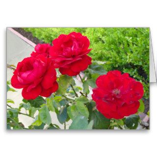 Red Roses Greeting Card
