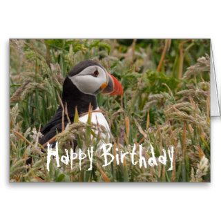Puffin Birthday Greetings Greeting Cards