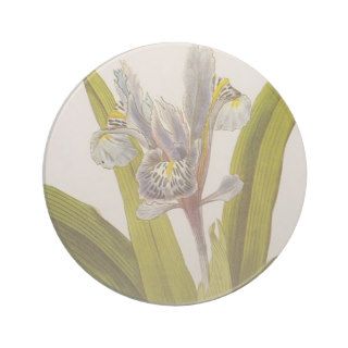 Iris Planifolia Drink Coasters