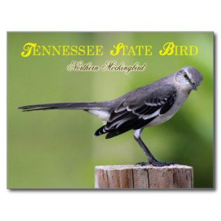 Tennessee State Bird   Northern Mockingbird Post Cards