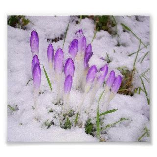 crocus in the snow Poster
