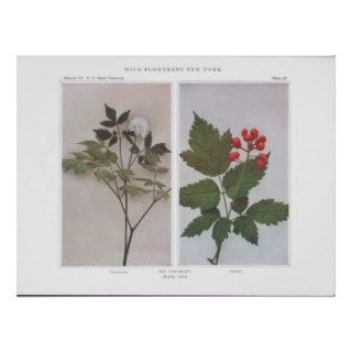 Red Baneberry (Flowers and Fruit)   Actaea rubra Posters