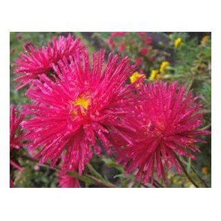 SD1500 0404 "Ten Million Magic" Aster Flower Seeds, Red Color Flower, 60 Days Money Back Guarantee (250 Seeds)  Flowering Plants  Patio, Lawn & Garden