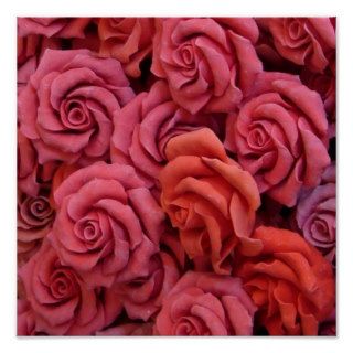 Pink roses print