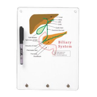 Biliary System Diagram Chart Bile Duct Dry Erase Boards