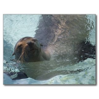 Sea Lion Postcard