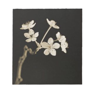 <Twig of Tiny Blossoms Hawthorn Tree> by Tom Notepads