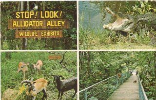 1970s Vintage Postcard   Alligator Alley Wildlife Exhibits   near Kissimmee Florida 
