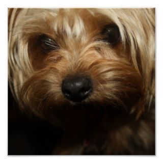 Yorkie Print