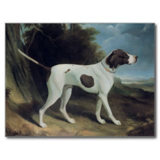 Portrait of a liver and white pointer post cards