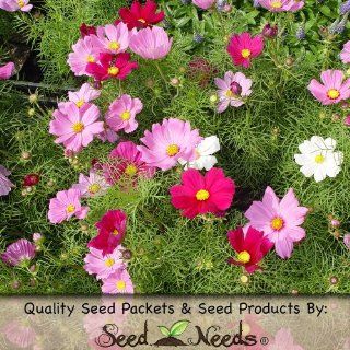 400 Flower Seeds, Cosmos "Wild Mixture" (Cosmos bipinnatus) Seeds By Seed Needs  Flowering Plants  Patio, Lawn & Garden