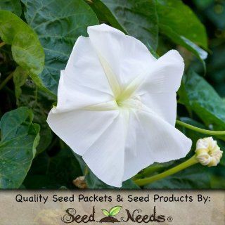 10 Seeds, Moonflower "Night Bloomers" (Ipomoea alba) Packaged By Seed Needs  Flowering Plants  Patio, Lawn & Garden