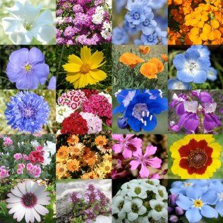 3, 000 Seeds, Wildflower Mixture "Low Growing" (20 Species) Seeds By Seed Needs  Flowering Plants  Patio, Lawn & Garden