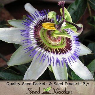 20 Seeds, Passion Flower "Royal Blue" (Passiflora Caerulea) Seeds by Seed Needs  Flowering Plants  Patio, Lawn & Garden