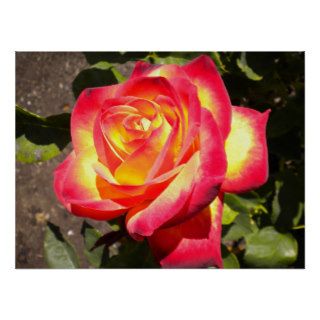 pink and yellow rose poster