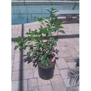 2 3 Year Old Improved Meyer Lemon Tree in 3 Gallon Pot, 3 Year Warranty  Citrus Trees  Patio, Lawn & Garden