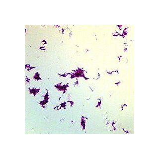Bacillus subtilis, w.m. Microscope Slide