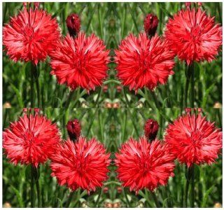 1, 000 BACHELOR BUTTON   TALL RED Cornflower Flower Seeds GROWS QUICKLY ~BEAUTIFUL  Tomato Plants  Patio, Lawn & Garden