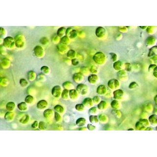 Algae Research Supply Nannochloropsis, seawater salts, (200ml) LiveCulture 003