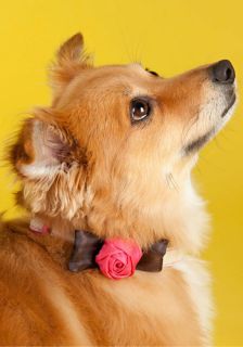 Rose Bud dy Dog Collar  Mod Retro Vintage Pet Accessories