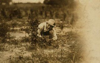 1909 child labor photo Farrand Packing Co. A young berry picker on Curran's f a9  
