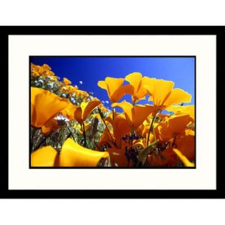 Great American Picture Orange Poppies Framed Photograph