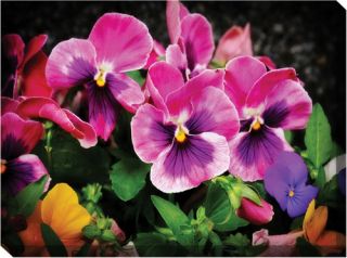 West of the Wind Perfect Pansies Canvas Art   40 x 30 in.   Outdoor Wall Art